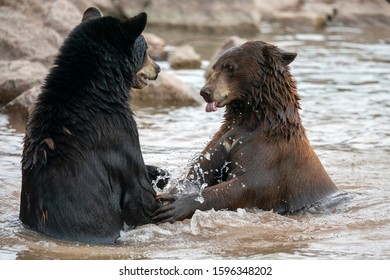 Black bear (Ursus Americanus) take a bath in a pond.