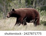 Black bear (ursus americanus), waterton lakes national park, alberta, canada, north america