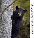 Black bear (ursus americanus) yearling cub climbing a tree, yellowstone national park, wyoming, united states of america, north america