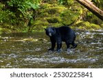 Black Bear in Vacouver Island, Canada