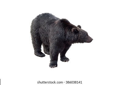 Black bear view of profile isolated on white background