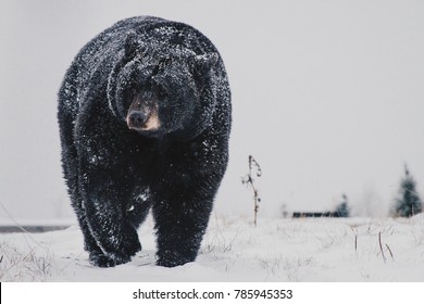 Black Bear Walking in Snow