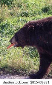 A black bear walking while carrying a carrot in its mouth at Bear Country USA in South Dakota.
