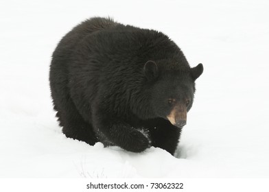 Black Bear In Winter Walking In The Snow