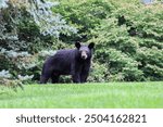 Black Bear In The Woods 2