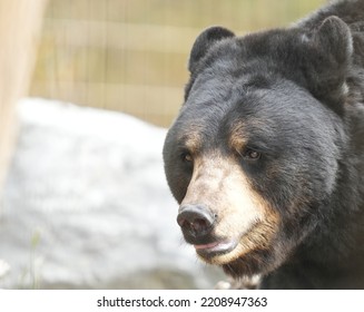 Black Bear In Zoo Enclosure