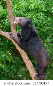 Black bears climbing tree.