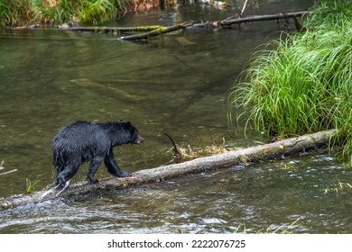 Black bears foraging for spawning salmon in the rivers of Vancouver Island.