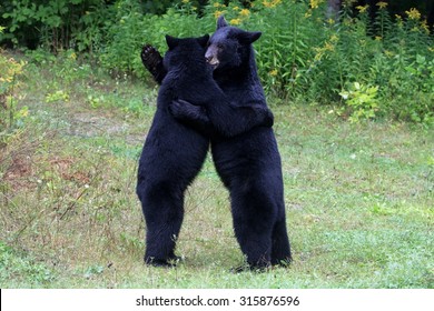 Black Bears Hugging