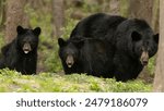 Black bears, Ursus americanus family. Female with two cubs in forest, Agnieszka Bacal.