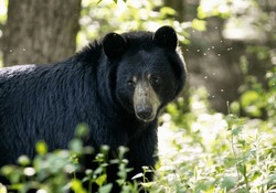 Black Bears In The Woods
