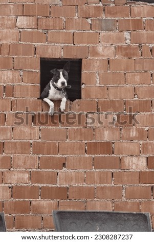 Similar – brick dog Brick