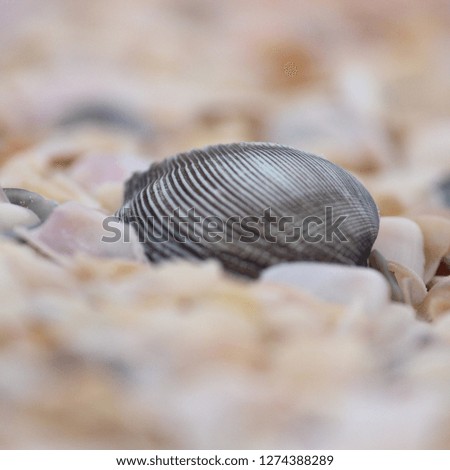 Similar – Foto Bild Muschelchen Strand klein