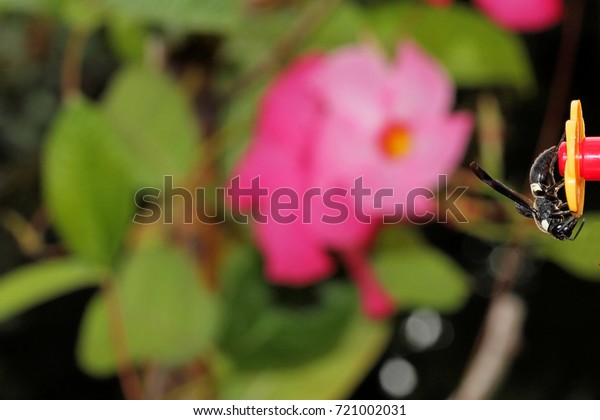 Black Bee On Hummingbird Feeder Photograph Stock Photo Edit Now