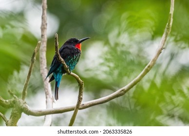 Black Bee-eater - Merops gularis, beautiful colored rare bird from African forests, Kibale forest, Uganda.