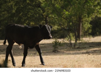 Black Beef Calf In Dry Pasture During Texas Drought In Summer.