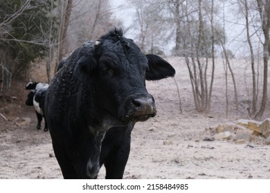 Black Beef Cow During Frost Of Cold Winter Weather On Farm.