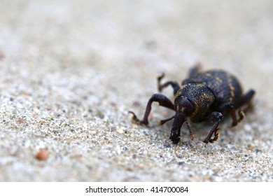 Black beetle