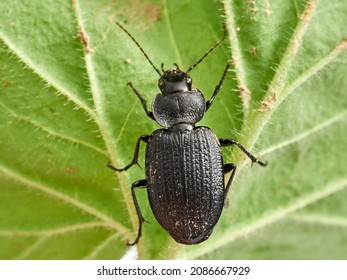 Black Beetle. Carabidae Family. Genus Licinus.    