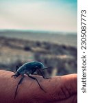 Black Beetle crawling on hand in Yangykala canyon area of Turkmenistna.