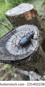 Black beetle deer resting on a stump