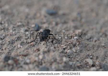 The black beetle in the desert is beautiful and wonderful