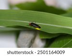 Black beetle Eastern firefly, Photinus pyralis, Lampyridae crawls on a green leaf on a white background. The concept of nature, light insects