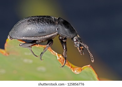 Black Beetle (European Carrion Beetle)