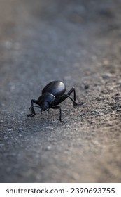 Black Beetle Insect Bug Walking on Paved Road 