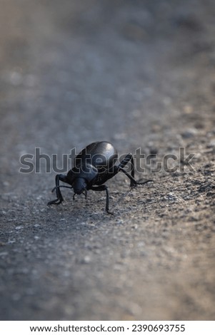 Black Beetle Insect Bug Walking on Paved Road 