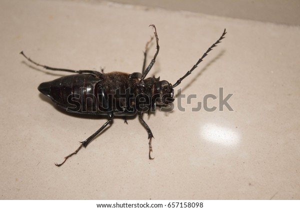 Black Beetle Inside House During Rain Stock Photo Edit Now 657158098