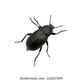 Black Beetle Isolated On White