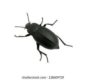 Black Beetle Isolated On White Stock Photo 128609729 | Shutterstock