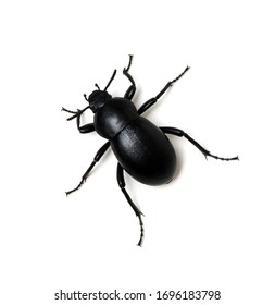 black beetle isolated on white 