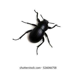 Black Beetle Isolated On White 