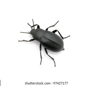 Black Beetle Isolated On White