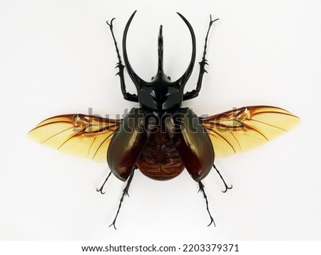Black beetle isolated on white. Rhinoceros Chalcosoma macro close up, collection beetles, dynastidae, coleoptera