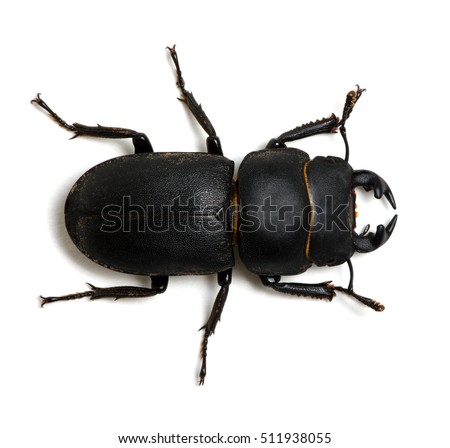 black beetle isolated on white 