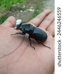 a black beetle landed on his hand