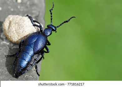 Black Beetle Looks Out Stock Photo 771816217 | Shutterstock