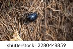 Black beetle on dry grass