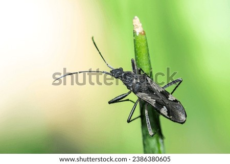 A black beetle on green leaf