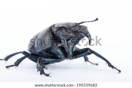 black beetle on a white background