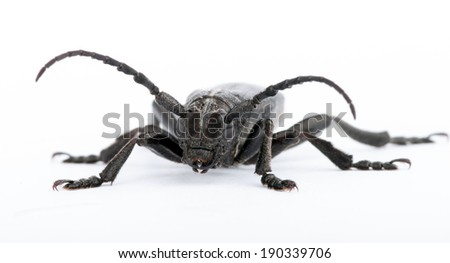 black beetle on a white background