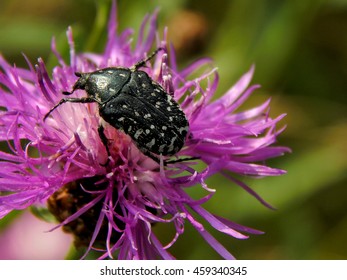 Black Beetle White Spots On Meadow Stock Photo 459340345 | Shutterstock