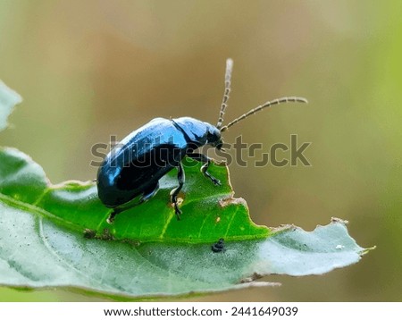 Black beetles are eating green leaves