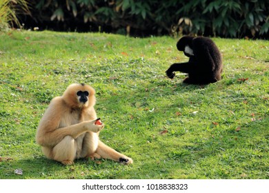 Black And Beige Gibbon Couple 