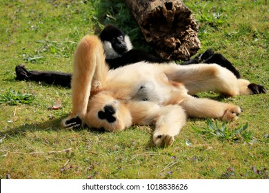 Black And Beige Gibbon Couple Sunbathing