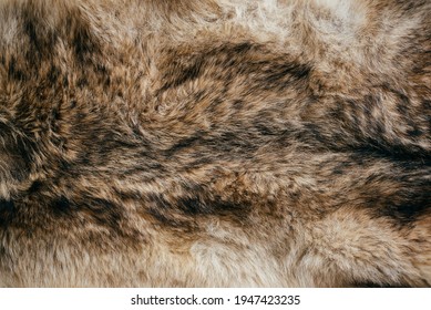 Black And Beige  Wolf Fur Texture Closeup