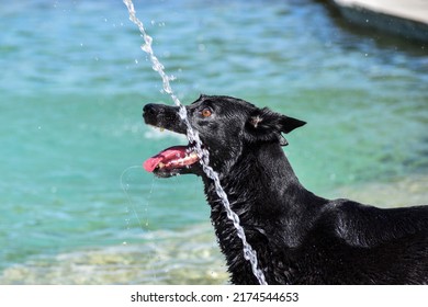 Black Belgian Malinois Dog Wet At Dog Water Park Sprinkler